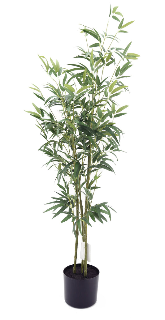 Verdant Bamboo Plant