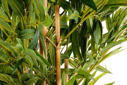 Bamboo Tree