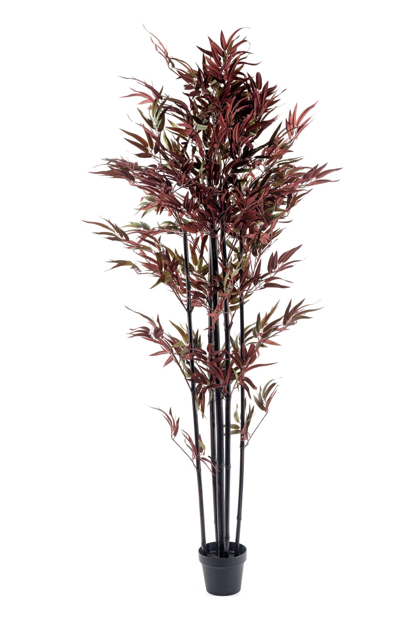 Red Bamboo Tree