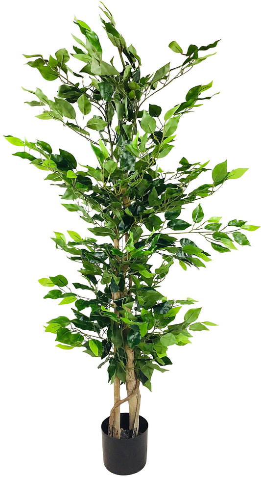 Natural Ficus