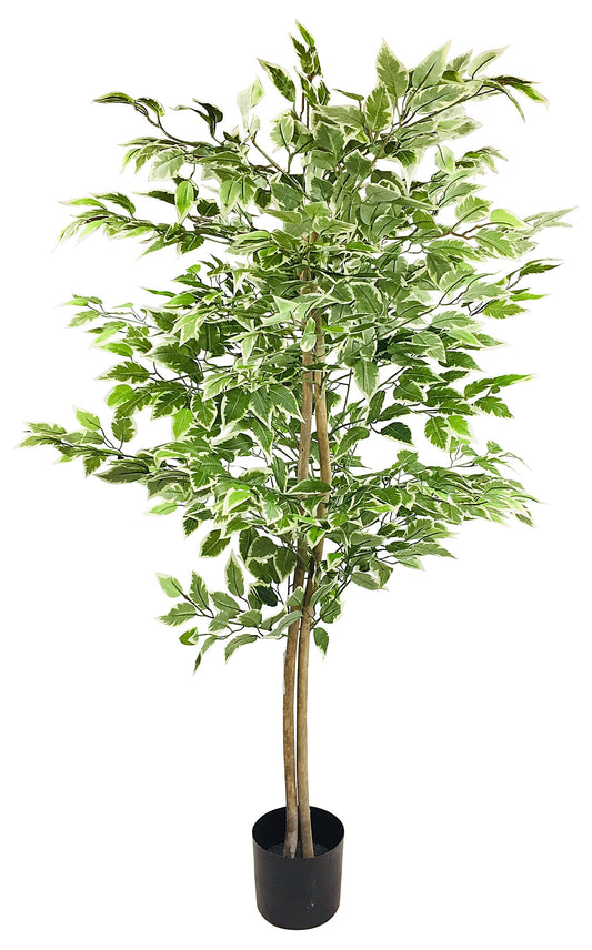 Ficus Tree