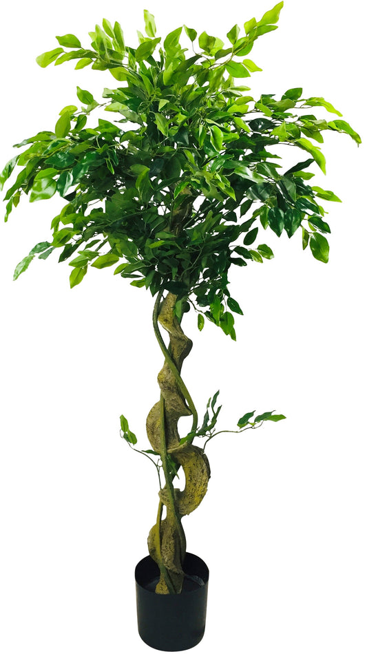 Ficus Tree With Twisted Trunk