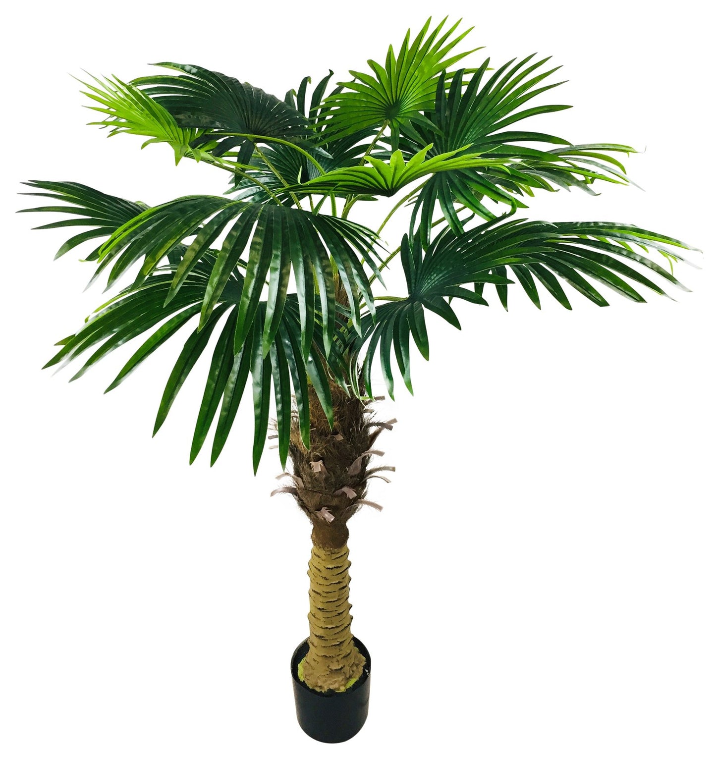 Bushy Palm Tree