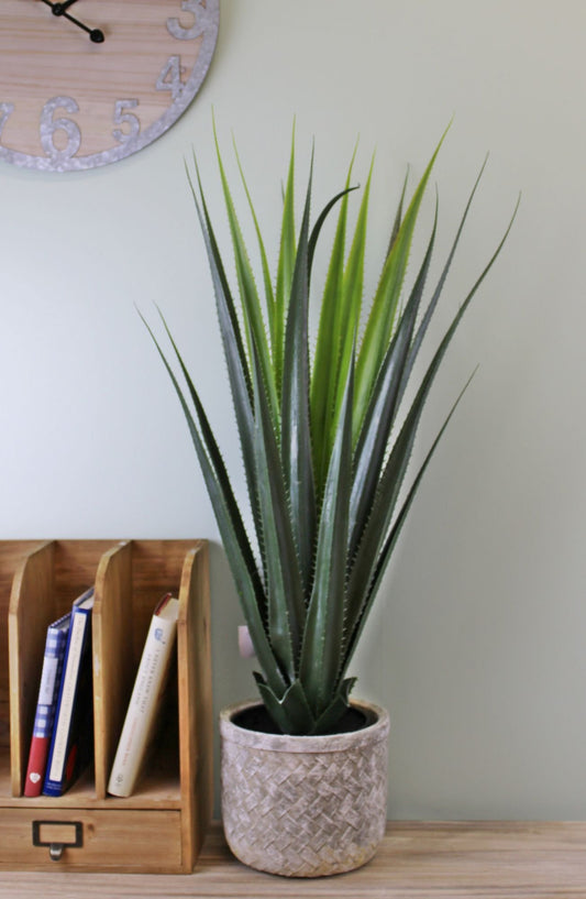 Exotic Aloe Vera Plant