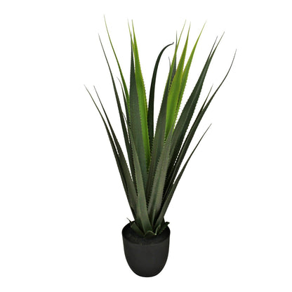 Exotic Aloe Vera Plant