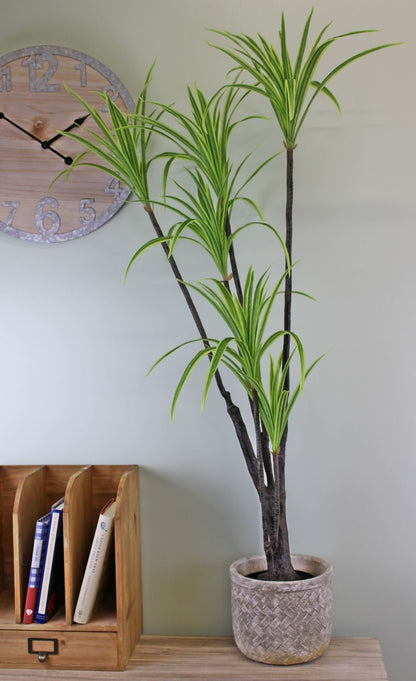 Dracaena Marginata