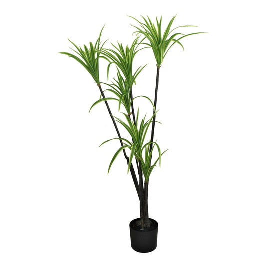 Dracaena Marginata