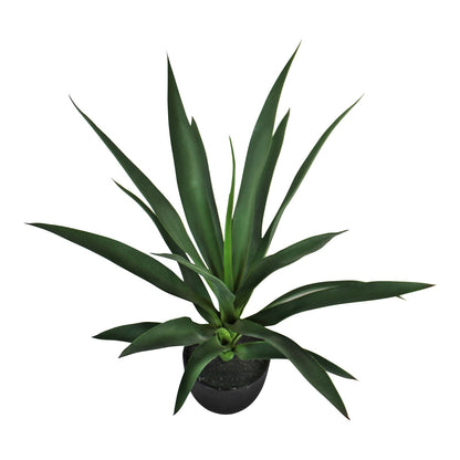 Yucca Plant