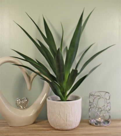 Yucca Plant