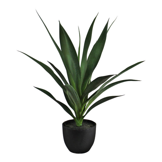 Yucca Plant