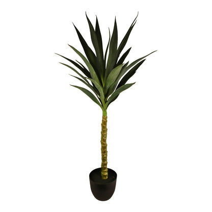 Spiny Single Yucca Tree