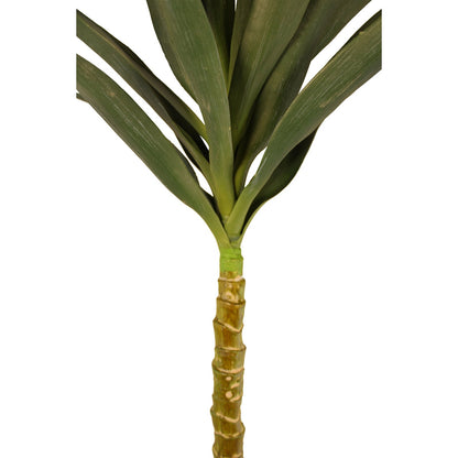 Spiny Single Yucca Tree