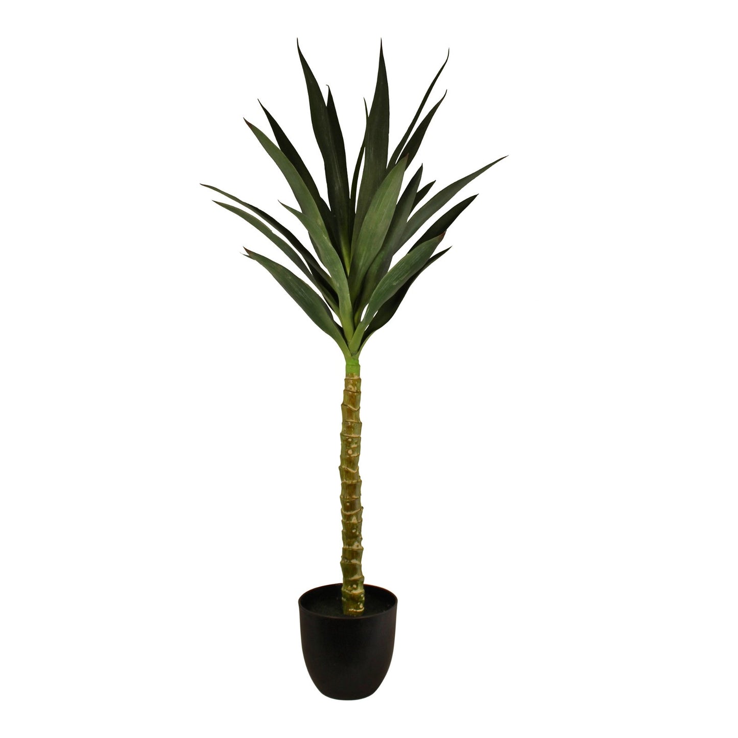 Spiny Single Yucca Tree