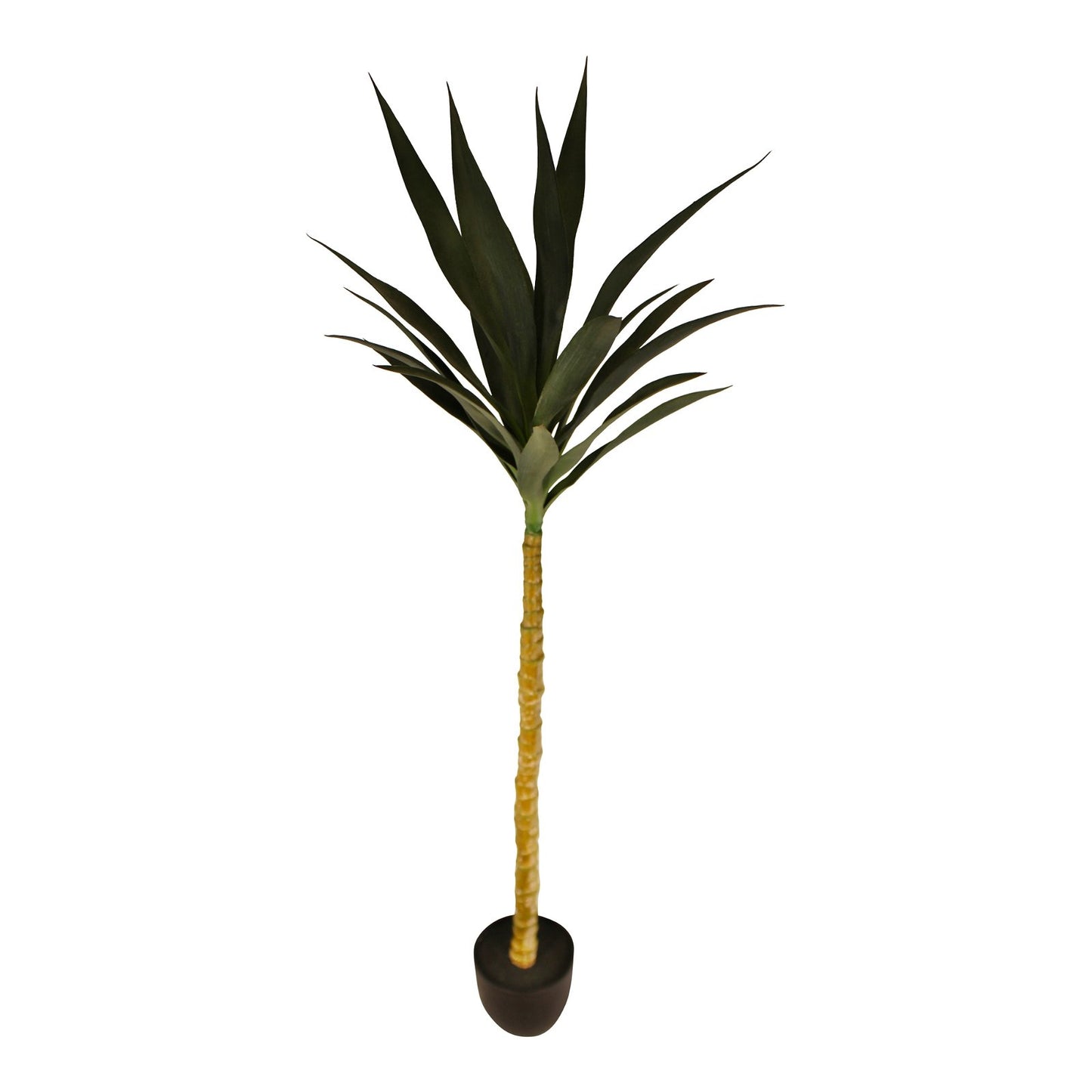 Tall Single Yucca Tree