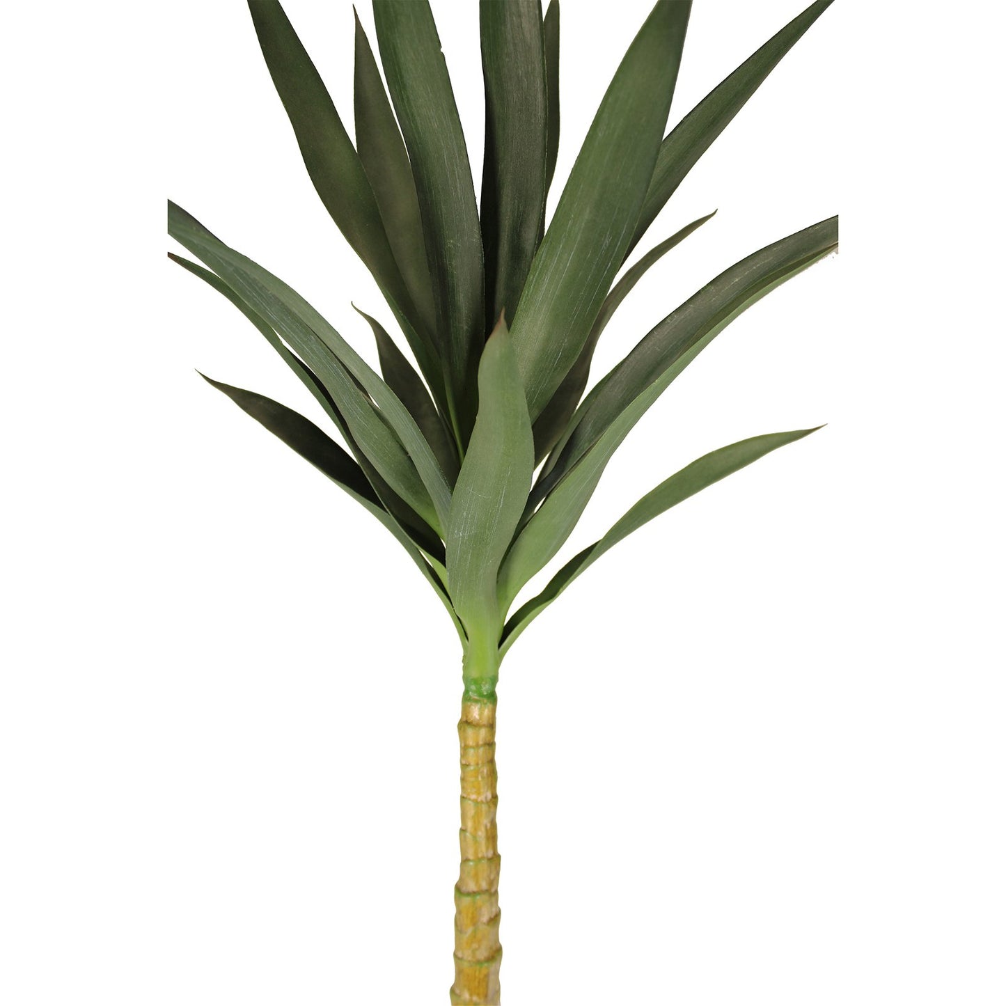 Tall Single Yucca Tree